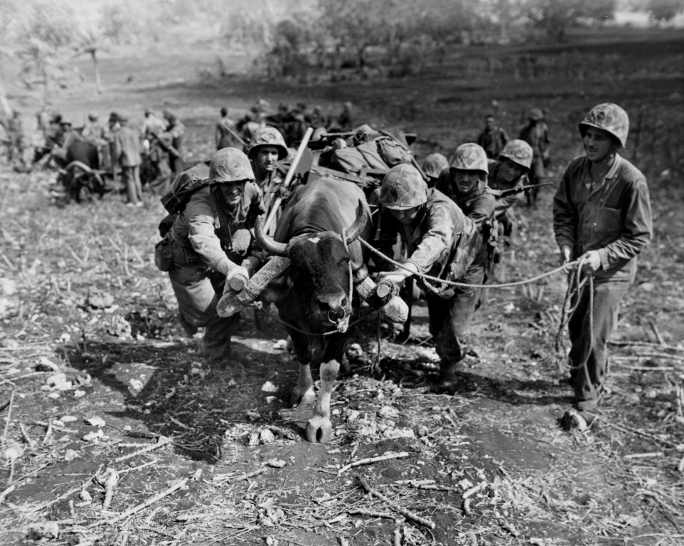 Marines use an ox cart to haul supplies on Saipan.