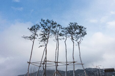 Sky snow tree photo