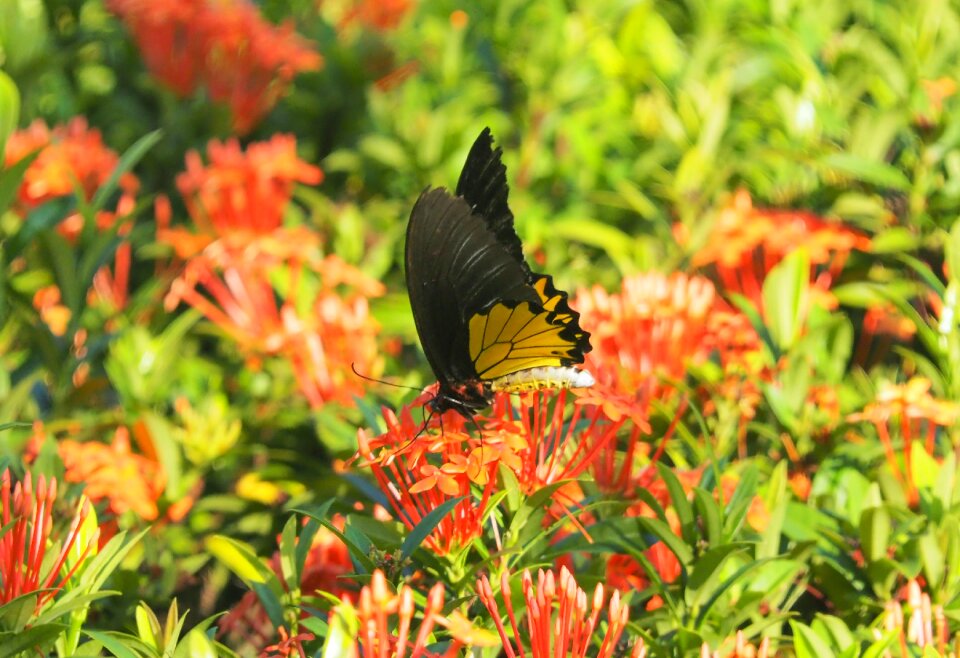 Flora leaf color