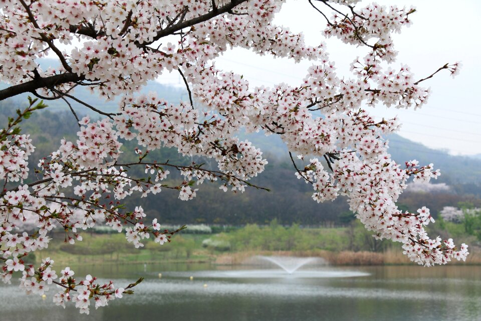 Season nature for park cherry blossom
