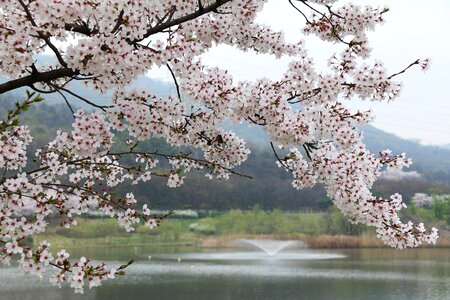 Season nature for park cherry blossom photo