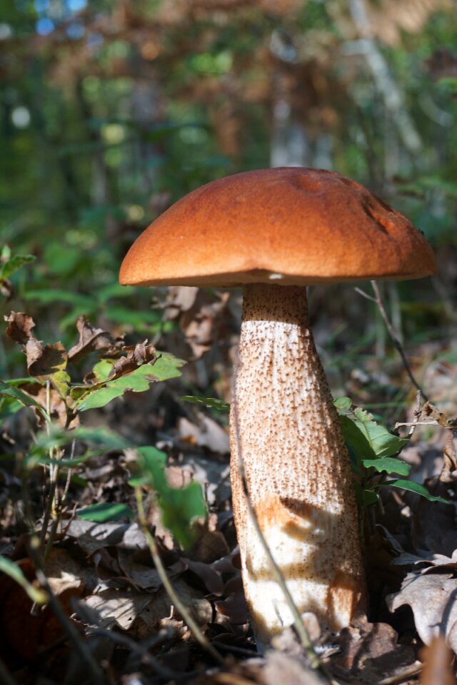 Bolete orange forest edible