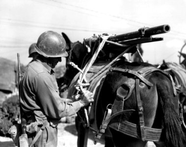 SC 262704 - Members of the 1st Battalion, 86th Infantry Re…