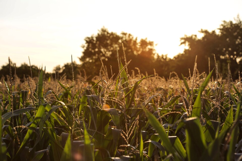 Farm nature summer