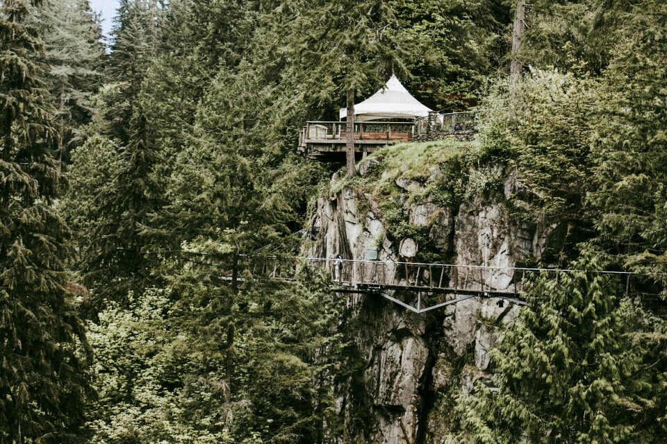 Forest nature outdoor