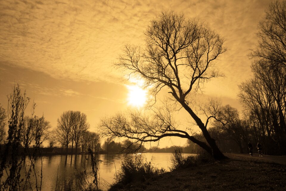Tree leaning tree dusk