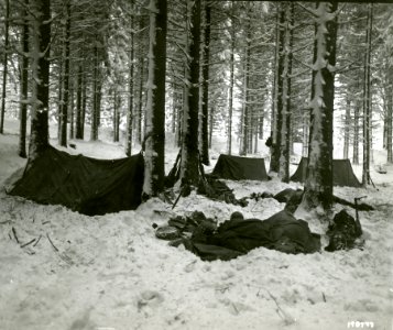 SC 198777 - Members of the 75th Division in the woods for …