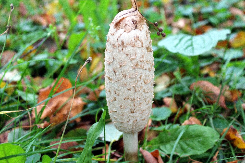 Autumn edible mushroom