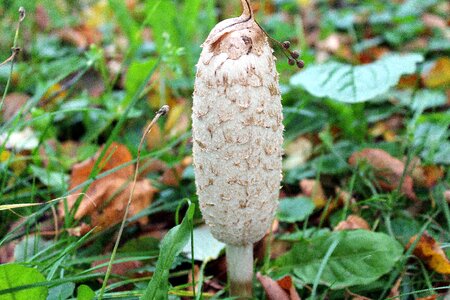 Autumn edible mushroom