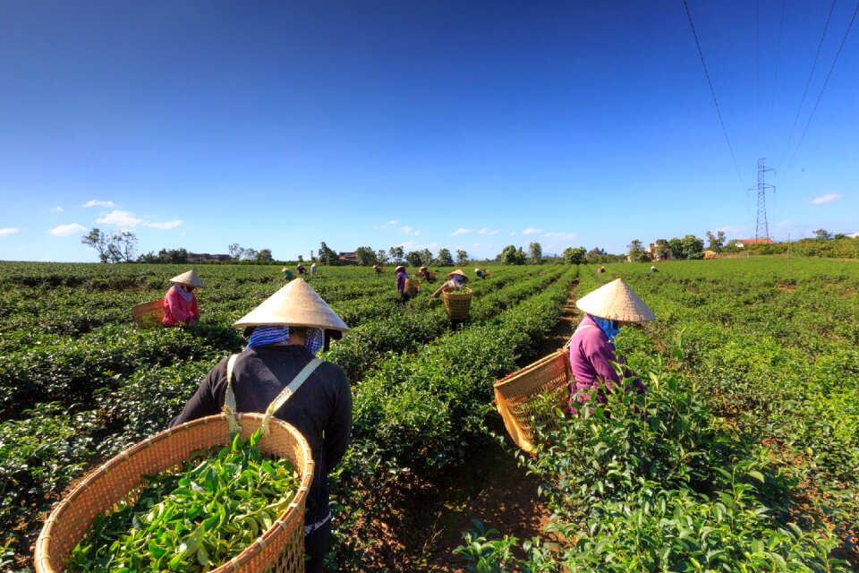 The tradition workers farm