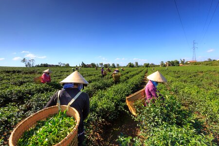 The tradition workers farm