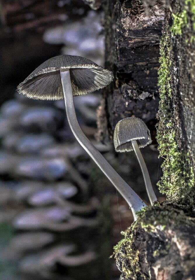 Log sponge agaric