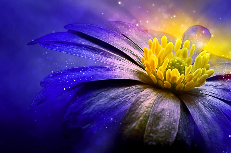 Bloom blue anemone