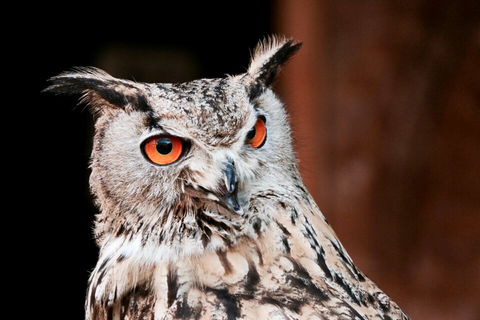 Animal pet brown owl