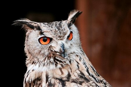 Animal pet brown owl