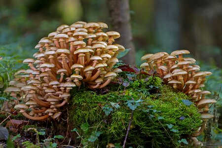 Forest mushroom mushroom collection moss