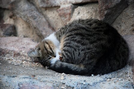 Animal animal pictures alley cat