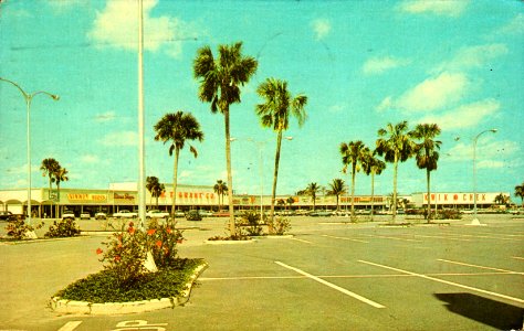 palms