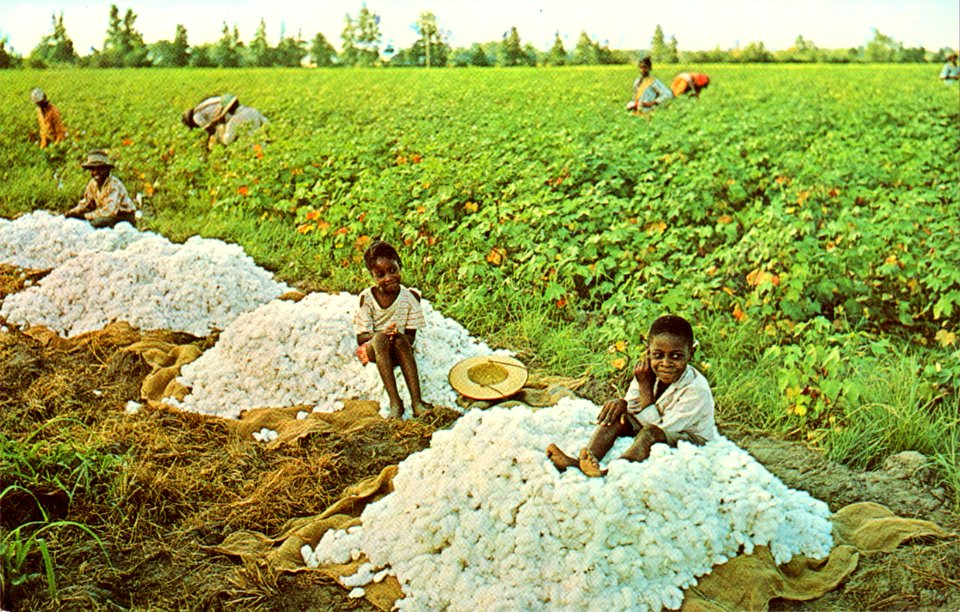 cotton