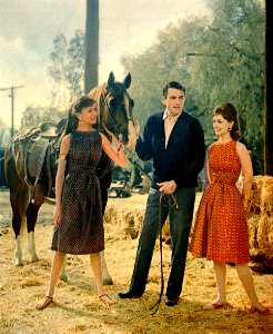 horses