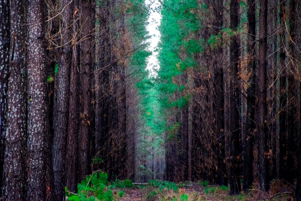 Forest trees tree