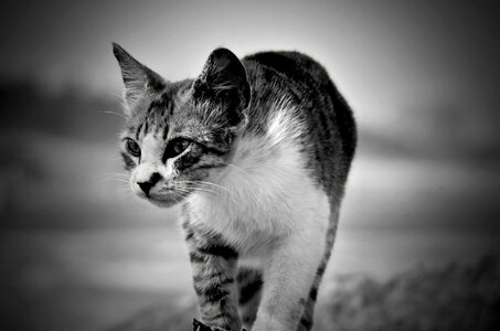 Mammal portrait kitten photo