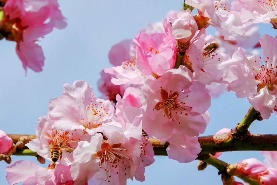 Japanese cherry blossom branches blossom