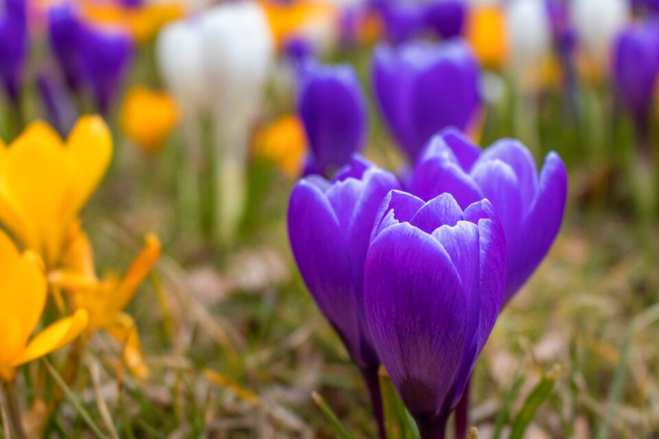 Garden season easter