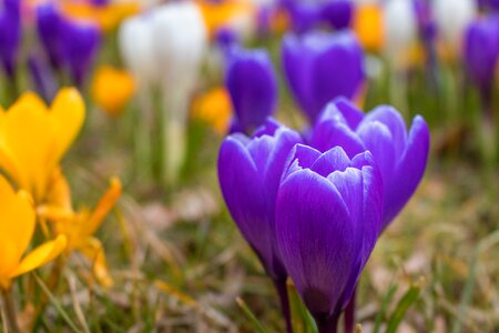 Garden season easter photo