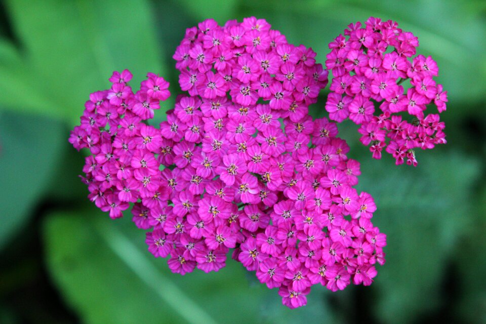Blossom flower perennial