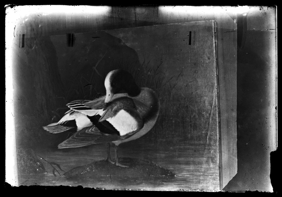 HS Ask 8.6, 1891