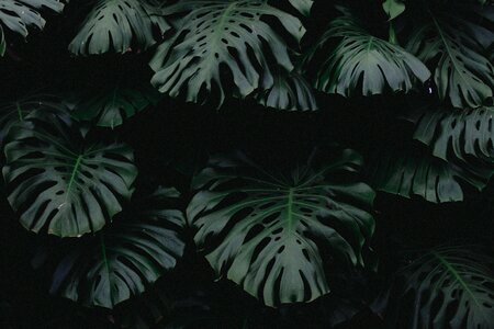 Plant nature blur