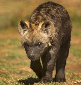 Eyes game spotted-hyena photo