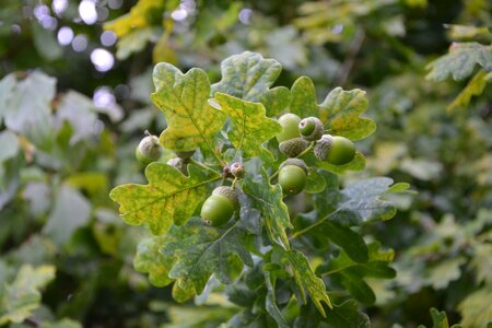 Tree food nature
