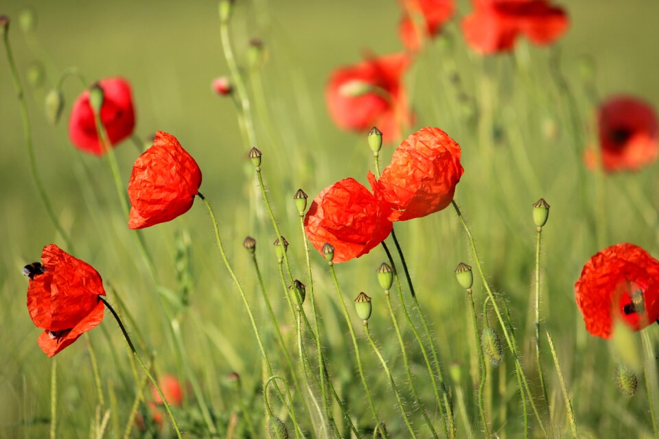 Nature meadow flower