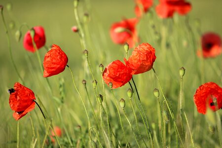 Nature meadow flower