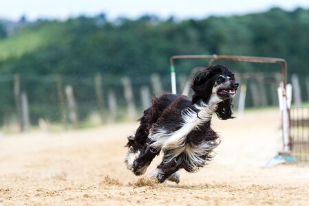 Afghan hound lust for life movement photo