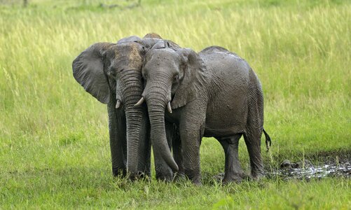 Savannah waterhole etosha
