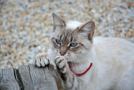 Predator feline cute