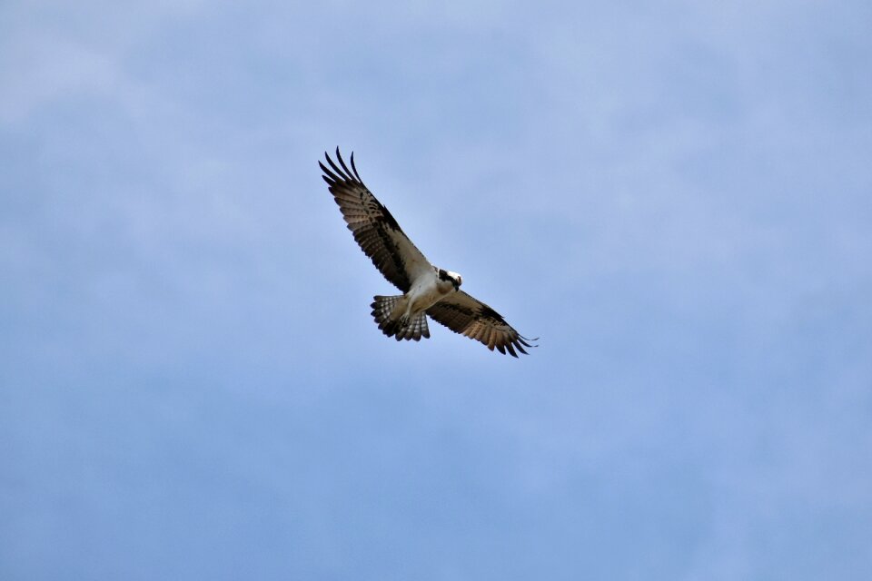 Wild birds raptor osprey