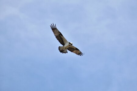 Wild birds raptor osprey