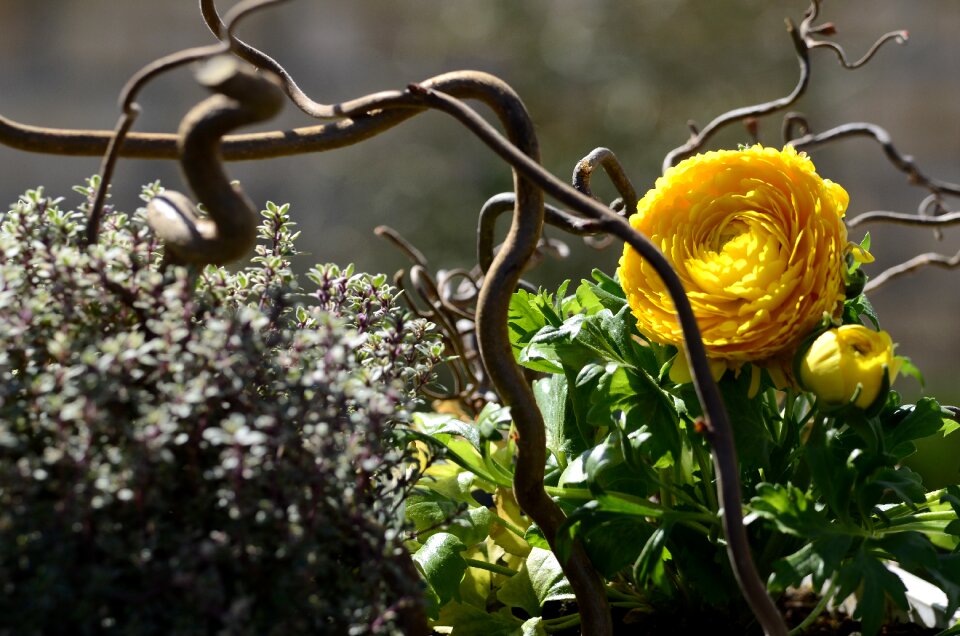 Spring arrangement yellow