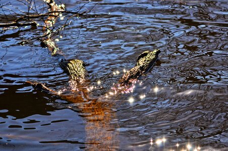 Sparkle sunlight surface