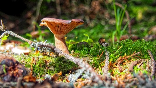 Forest forest litter nature photo