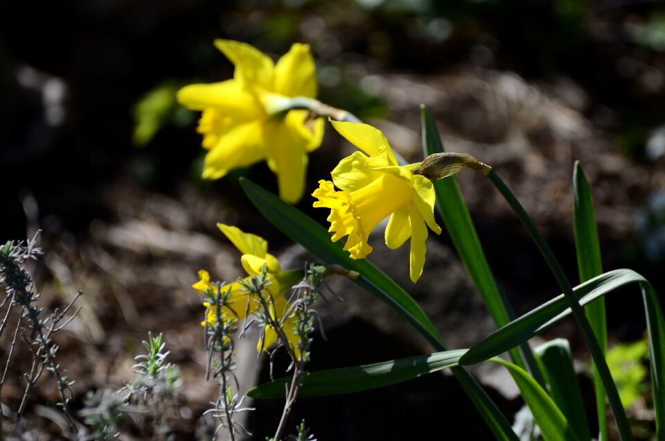 Spring close up flower
