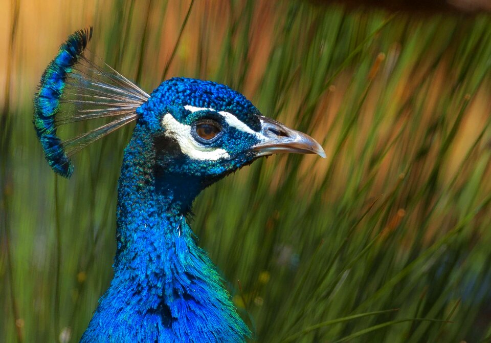 Feather wildlife male