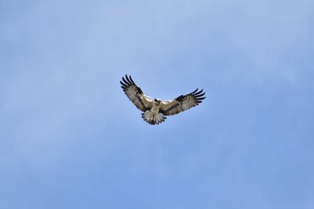 Wild birds raptor osprey