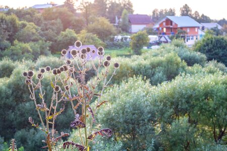Borovsk russia plants