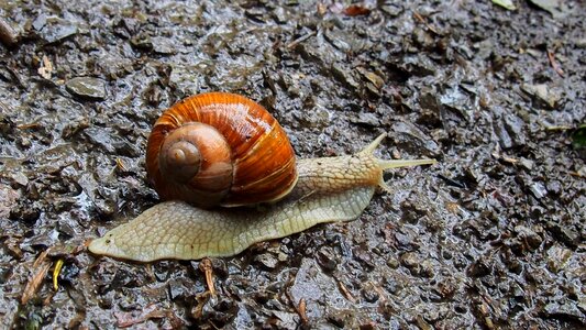 Seashell antennae the creation of