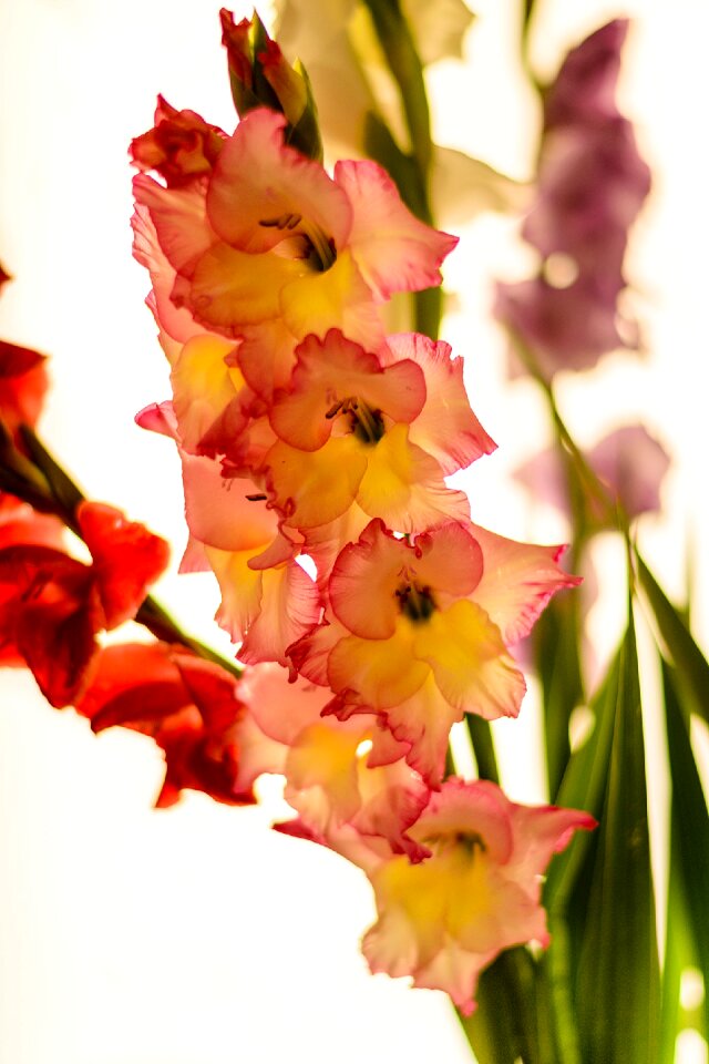 Gladiolus flowers exemption